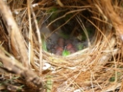 Nest.L.r.f..jpg