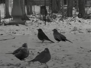 Picture-or-Video-449.+Amsel.jpg