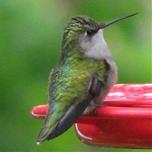 resized kolibri.jpg