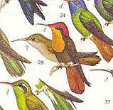 kolibri2.jpg