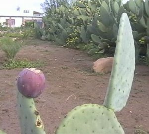 kaktusfeigen1.jpg