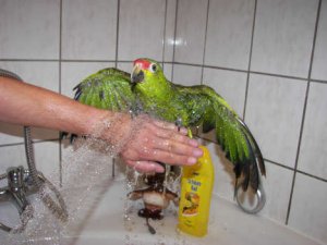 coco beim duschen017.jpg