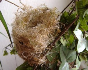 Nest.jpg