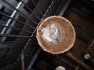 Nest,Eier,Pippes,Piepken 006.jpg