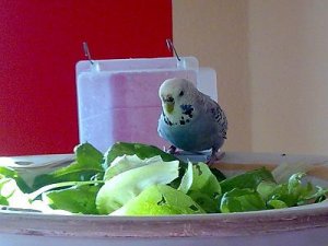 Cleo im Salat.jpg