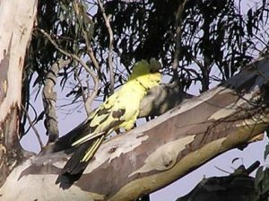Black-Cockatoo_Yellow-tailed2_Cook.jpg