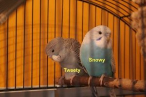 Snowy&Tweety_klein.jpg