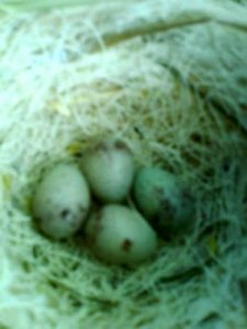 nest1 mit 4 Eiern.jpg