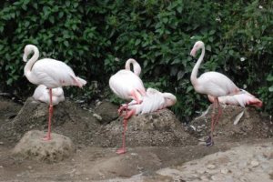 13_Flamingos.jpg