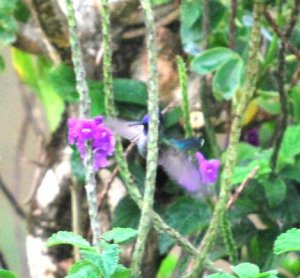 kolibri1.jpg