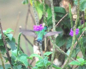 kolibri2.jpg