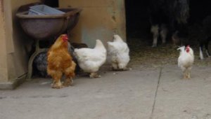 hühner auf Bauernhof.jpg