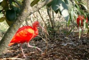 rote ibis_2.jpg