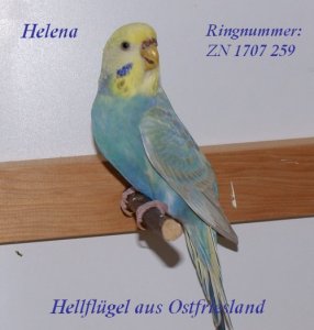 Helena1.jpg