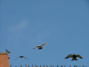 3 Tauben im Flug blauer Himmel + Köpfe DSCF8639.jpg