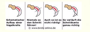 Krallenschneiden-Birds-Online.jpg