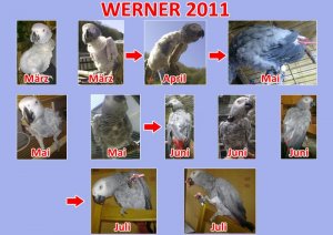 Werner2011.jpg
