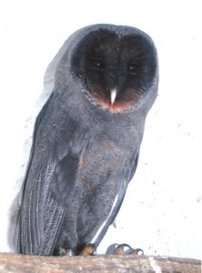 black barn owl.jpg