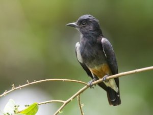 Swallow-winged-Puffbird.jpg