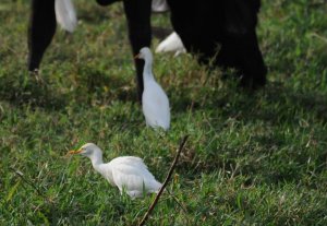 Bubulcus ibis, DSC_5721 bei Golfito.jpg