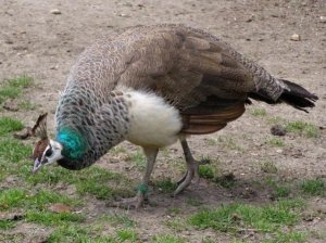 Peahen_at_Parsonage_Farm,_Bramshaw,_New_Forest_-_geograph.org.uk_-_439293.jpg