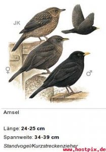 out.php?i=208150_amsel.jpg