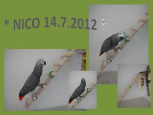 Nico 14.7.2012 - Kopie.jpg