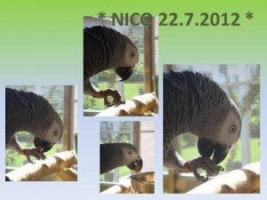 Nico 22.7.2012 - Kopie.jpg