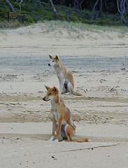 Dingo auf Fraser Island.jpg