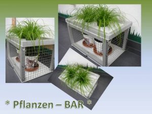 Pflanzen Bar - Kopie.jpg