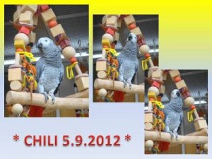 Chili 5.9.2012 - Kopie.jpg