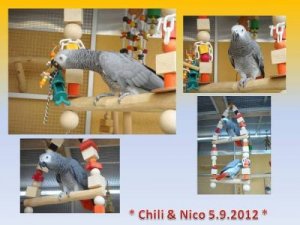 chili und Nico 5.9.2012 - Kopie.jpg