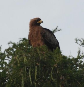 Uganda-Raubvogel2.jpg