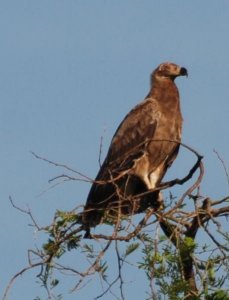Uganda-Raubvogel3.jpg