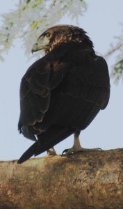 Uganda-Raubvogel4.jpg