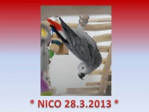Nico 28.3.2013 ...jpg