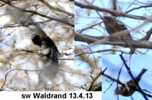 unklar collage sw Waldrand Treppe  1304130053.JPG