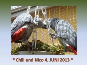 Chili und Nico 4. Juni 2013 - Kopie.jpg