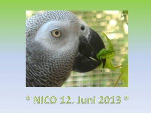 Nico 12. Juni 2013 - Kopie.jpg