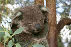 Koala (2).jpg