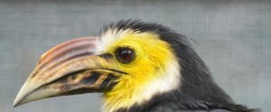 Südlicher Gelbmasken-Hornvogel.jpg