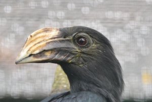 Südlicher Gelbmasken-Hornvogel-2.jpg