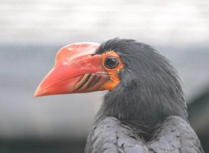 Mindanao-Hornvogel.jpg