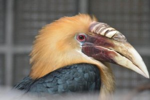 Papua-Hornvogel.jpg
