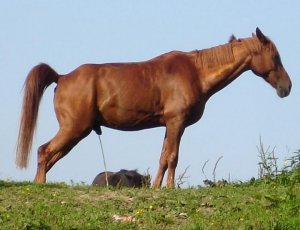 Pferde 007a.jpg