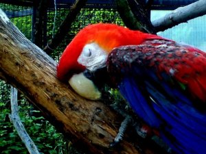 sleeping parrot.jpg