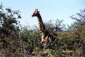Giraffe in der freien Natur - Namibia.jpg
