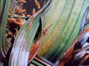 Der kleine, rote Käfer, Bildmitte, bestäubt die Pflanze.jpg