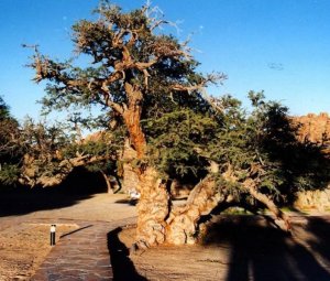 Kameldornbaum - Namibia.jpg