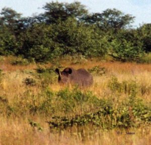 Nashorn - Namibia.jpg